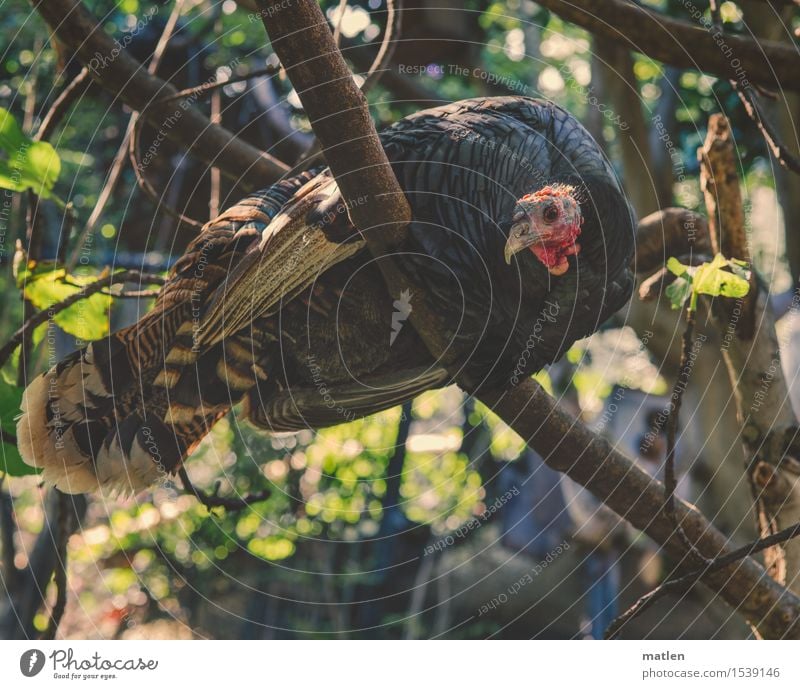 Don't look like that. Nature Plant Tree Leaf Animal Pet 1 Looking Sit Glittering Brown Gray Green Red Hen Barn fowl Stomach Colour photo Subdued colour