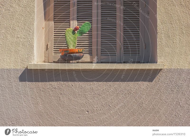 the quiet staircase Calm Plant Warmth Cactus Facade Window Gloomy Dry Green Loneliness France Origins Corsica Shutter Closed Still Life Wall (building)