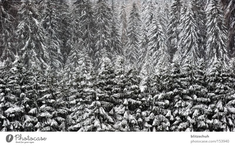 snowfirns Forest Fir tree Coniferous forest Tree Winter Switzerland Black & white photo Nature Landscape Canton Graubünden Snow lenzerheide Swiss Suiza