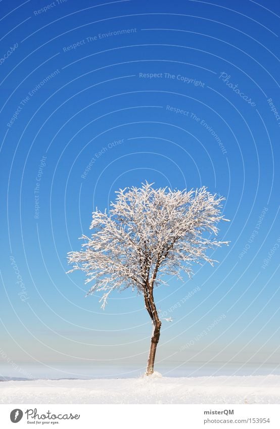 Winter day. Beautiful weather Snow Tree Individual Loneliness Winter vacation Frozen Power Force Blue White Quality