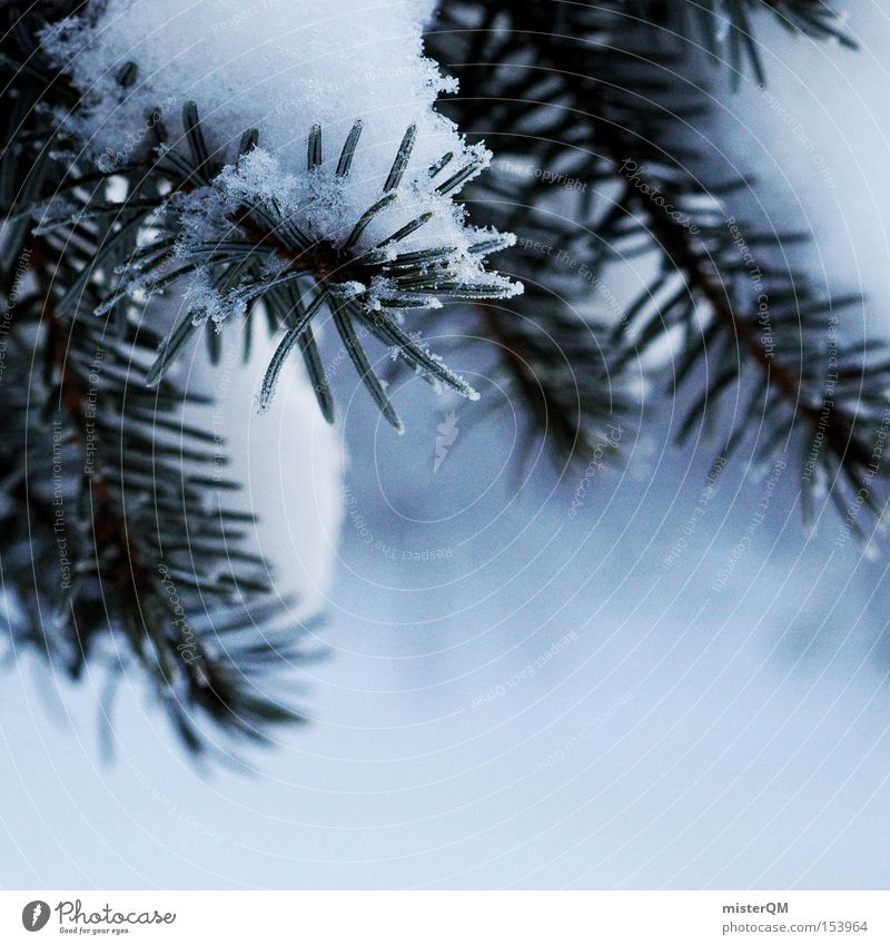 "Fully loaded." or "camouflaged ouch!" Winter Snow White Coniferous forest Christmas tree Frozen Cold Minus degrees Twig Green Nature Winter walk