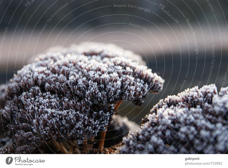 winter is so cold ... Sedum Plant Botany Frozen Canned Frost Freeze Ice Ice crystal Flower Blossom Apiaceae Winter Hoar frost Cold Macro (Extreme close-up)