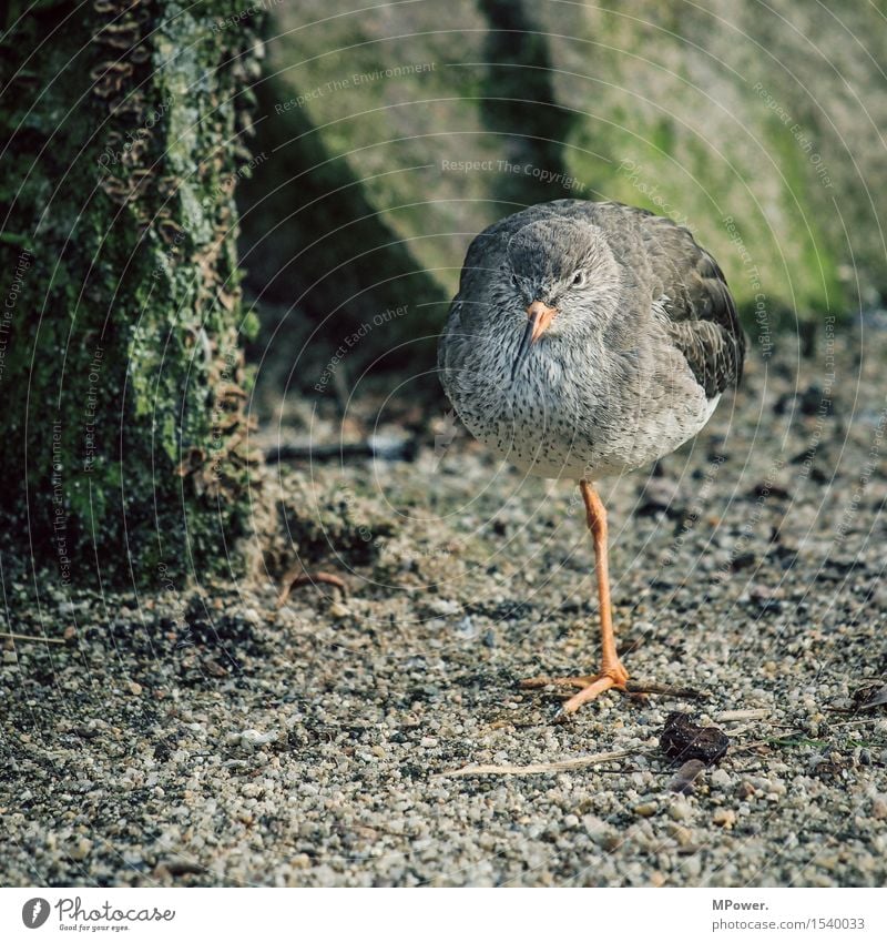 bird one Animal Bird 1 Stand Loneliness Wait One-legged Zoo Beach Sand Funny Colour photo Exterior shot Close-up Copy Space bottom Shadow Contrast