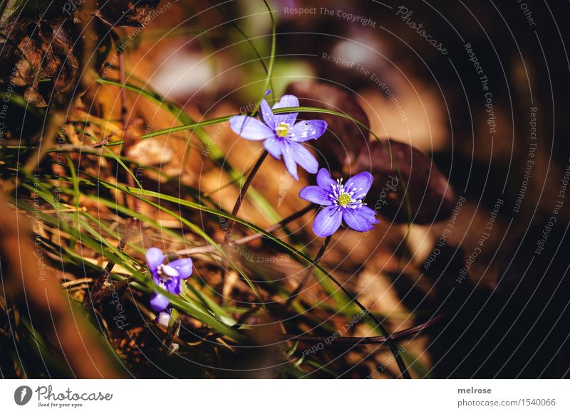 more heat Elegant Style Environment Nature Earth Spring Beautiful weather Plant Flower Grass Hepatica nobilis Crowfoot plants Flowering plant Flower stalk