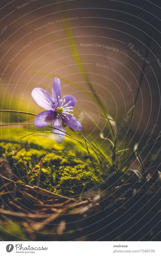 In the spotlight Elegant Style Environment Nature Earth Spring Beautiful weather Plant Flower Grass Moss Wild plant Crowfoot plants Flowering plant