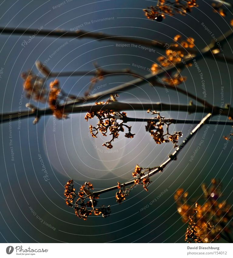 Gold in the branches Colour photo Exterior shot Close-up Detail Macro (Extreme close-up) Structures and shapes Morning Dawn Day Evening Twilight Light Shadow