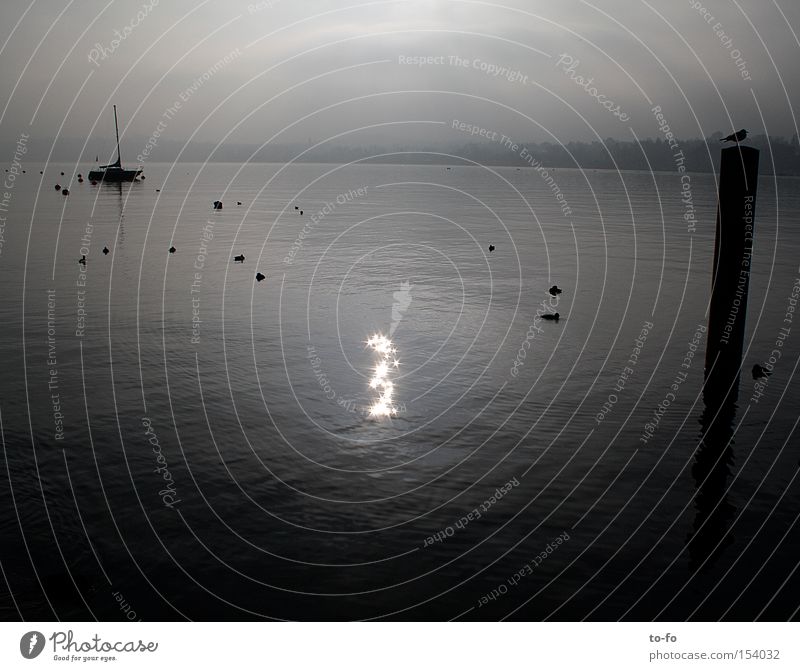 Lake Zurich 2 Lake zurich Water Watercraft Seagull Reflection Calm Evening Star (Symbol) Romance Switzerland