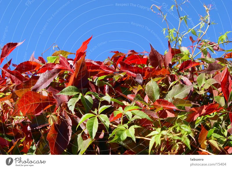 autumn colours Autumn Leaf Hedge Autumn leaves Bushes Multicoloured