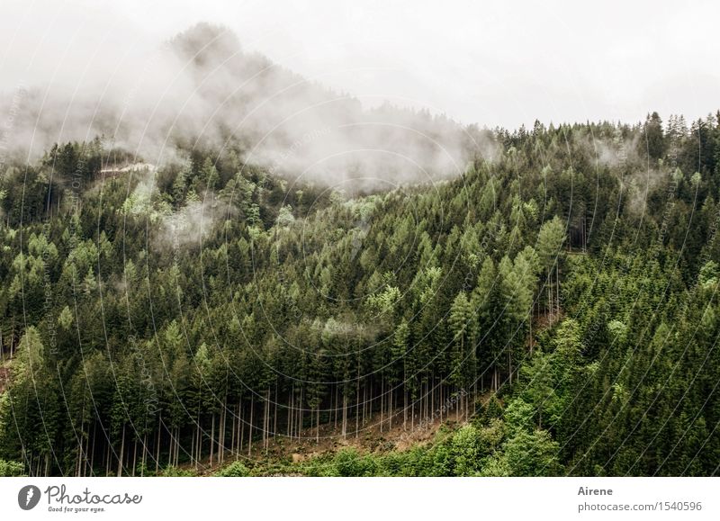 gloomy times Landscape Bad weather Fog Tree Coniferous trees Fir tree Spruce forest Forest Hill Mountain Coniferous forest Mountain forest Threat Dark Gloomy