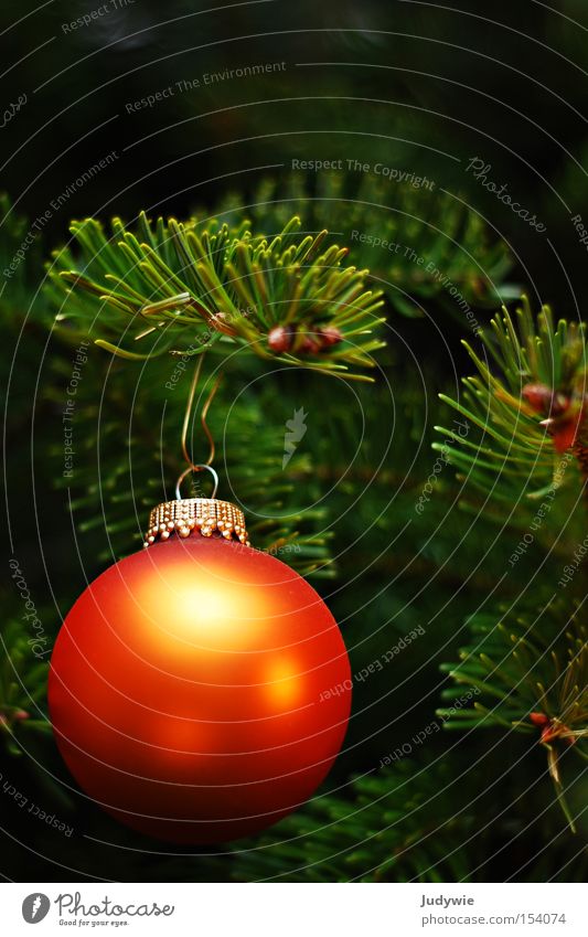 Christmas memory Christmas & Advent Fir tree Christmas tree Sphere Orange Green Gold Round Fir needle Hang December Embellish Winter joyful family