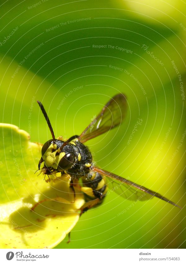 syrphidae Hover fly Insect Compound eye Wing Feeler Leaf Nature Macro (Extreme close-up) Flying Deception Make believe Jaw mechanism Chitin Fraud Close-up