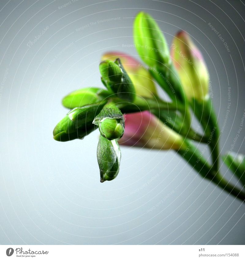 SpringGreen Freesia Flower Blossom Bouquet Violet Macro (Extreme close-up) Fresh Wake up Deploy Close-up Summer Bud cut flower