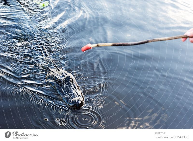 Everything flows: Mississippi Water River Animal 1 Exotic Dangerous Crocodile Saurians Feed Bayou New Orleans Colour photo Exterior shot Copy Space top