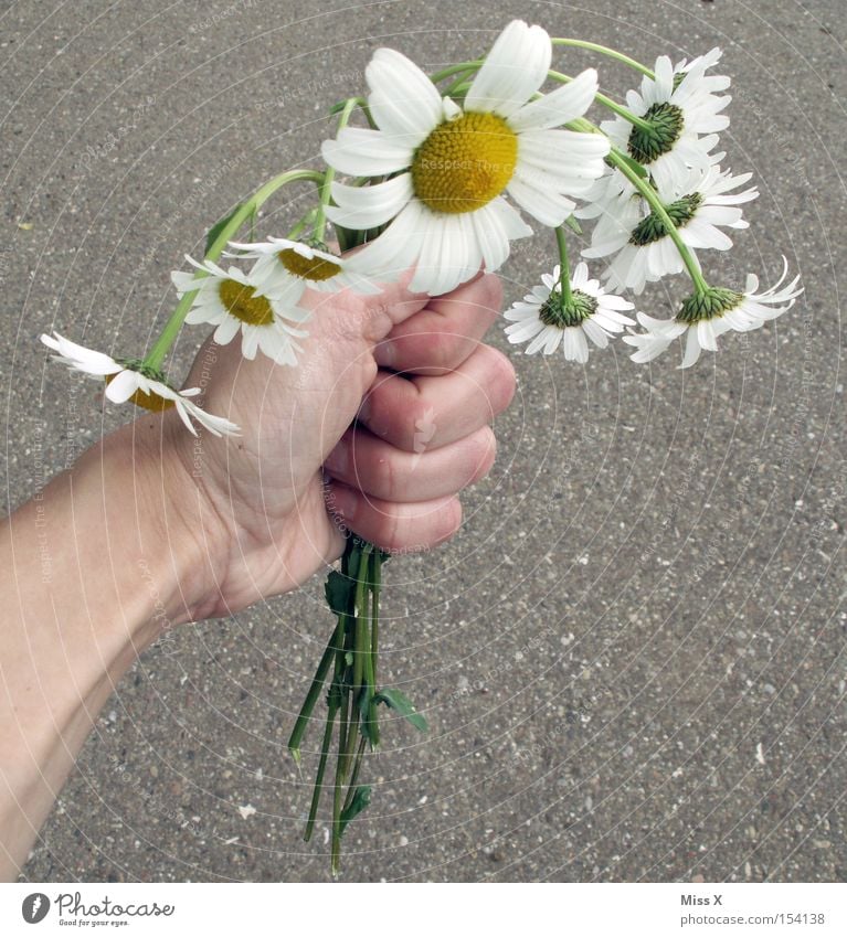 A colourful bouquet Colour photo Exterior shot Summer Hand Plant Spring Flower Bouquet Hang Broken Fatigue Marguerite Daisy Gift Limp Lifeless Slack