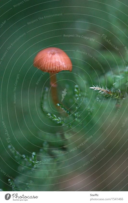 a little mushroom grows in the moss Mushroom forest mushroom Mushroom cap Moss November Forest Automn wood alone in the forest on one's own Woodground midget