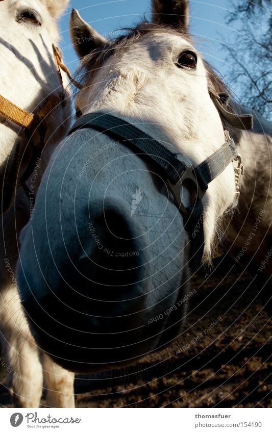 I am! I am! I am! Horse Nostrils Curiosity Amazed Country life Wide angle To feed Avaricious Conceited Politician Media Sporting event Competition Mammal