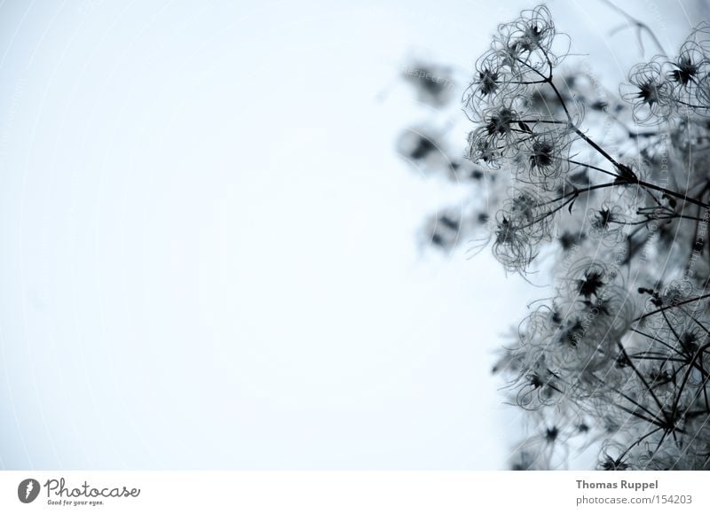 wall shrub Colour photo Subdued colour Exterior shot Deserted Copy Space left Evening Twilight Worm's-eye view Winter Nature Plant Bushes Foliage plant Freeze