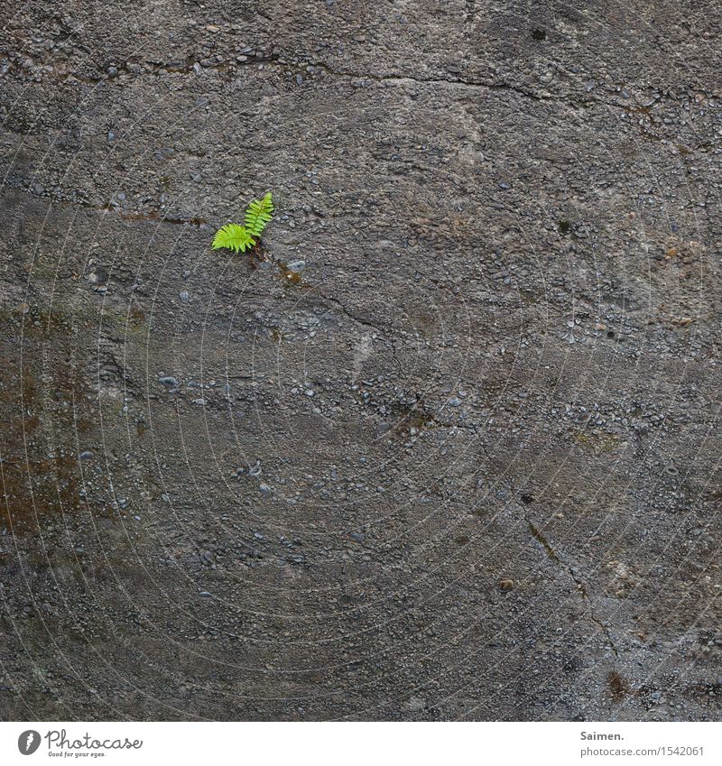 fight-fern Nature Plant Gray Green Beginning Loneliness Resolve Hope Town Fern Fern leaf Concrete Concrete wall Crack & Rip & Tear Colour photo Exterior shot