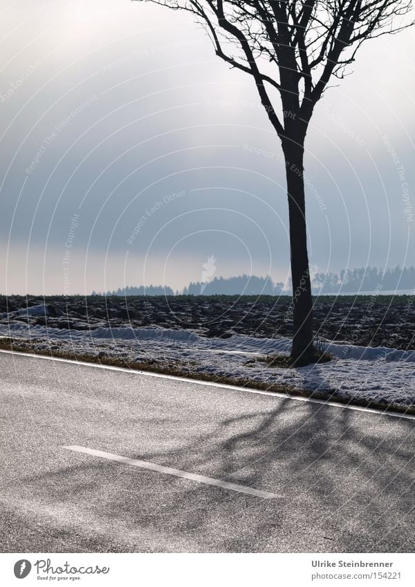 Bald tree at the roadside in front of winter sky Colour photo Subdued colour Exterior shot Deserted Copy Space left Copy Space top Day Shadow Sunlight Winter