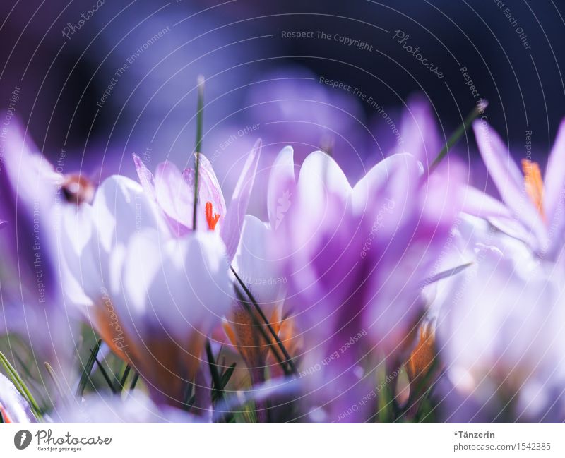 spring awakening Nature Plant Spring Beautiful weather Flower Crocus Garden Esthetic Happiness Fresh Natural Positive Multicoloured Colour photo Exterior shot