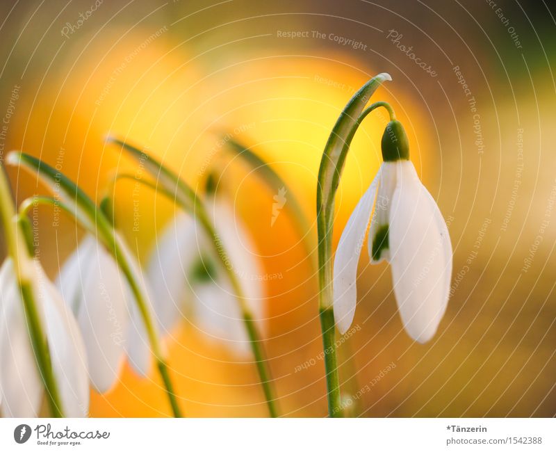 spring awakening Nature Plant Spring Flower Snowdrop Garden Esthetic Happiness Fresh Natural Positive Beautiful Yellow White Colour photo Multicoloured