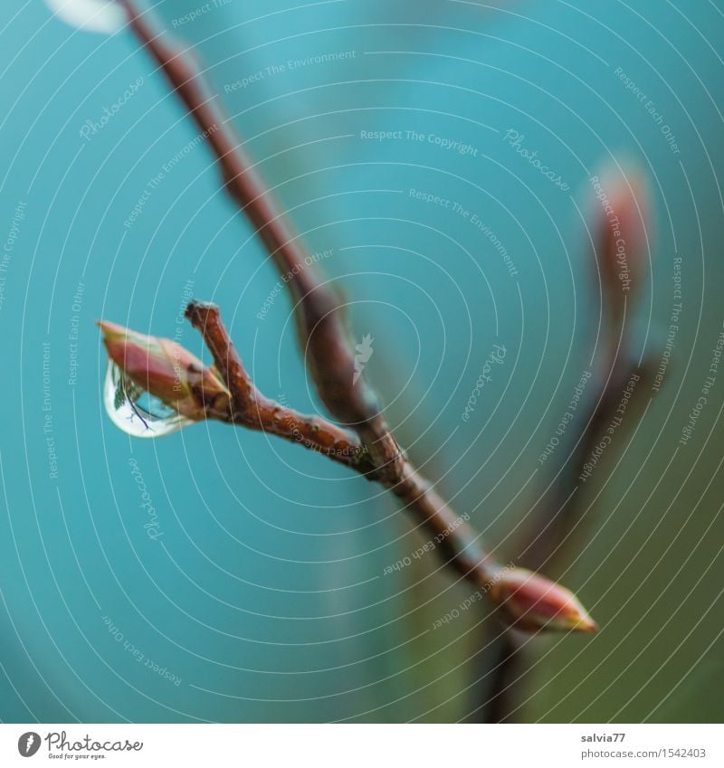 trickle Environment Nature Plant Drops of water Autumn Tree Bushes Twig Touch Small Wet Blue Belief Loneliness Ease Turquoise Leaf bud Colour photo