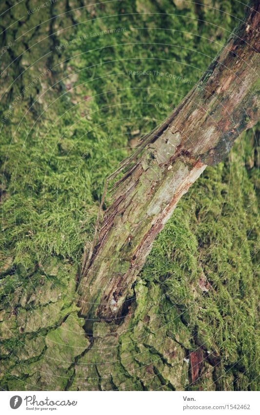 from the middle a branch emerges Nature Plant Tree Moss Branch Tree trunk Tree bark Natural Brown Green Wood Dry Growth Colour photo Multicoloured Exterior shot