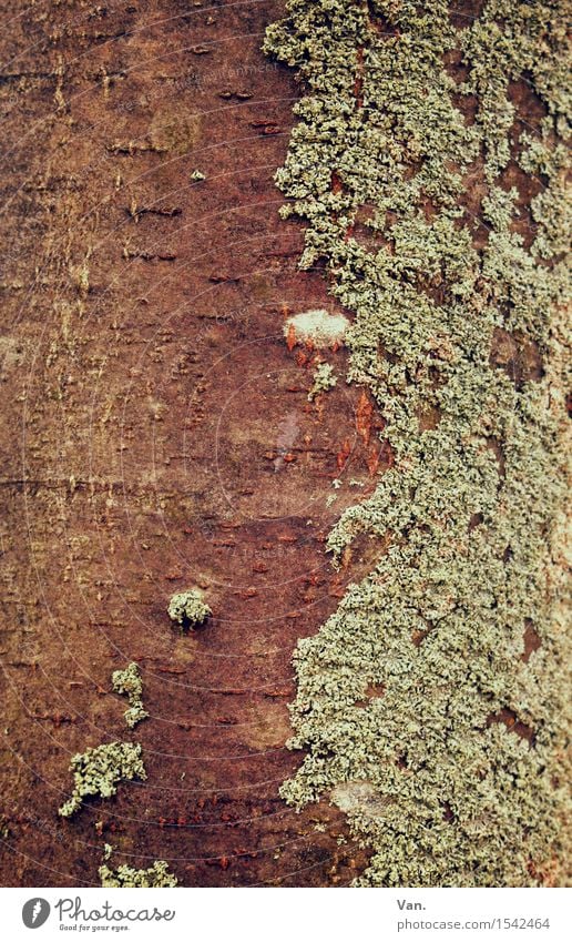 Divided Personality Nature Plant Autumn Tree Moss Tree trunk Lichen Brown Green Tree bark Wood Colour photo Subdued colour Exterior shot Close-up Detail