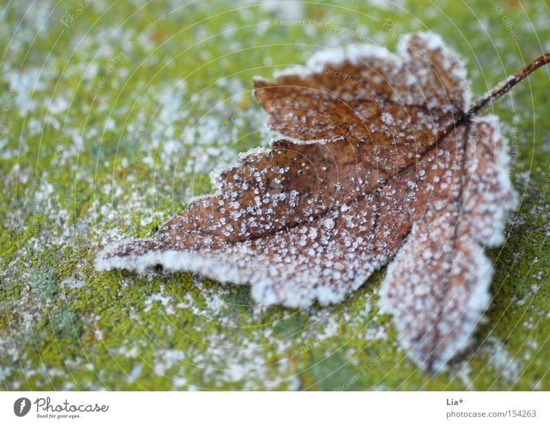 freezing Close-up Macro (Extreme close-up) Winter Snow Autumn Ice Frost Leaf Freeze Cold Frozen Crystal structure