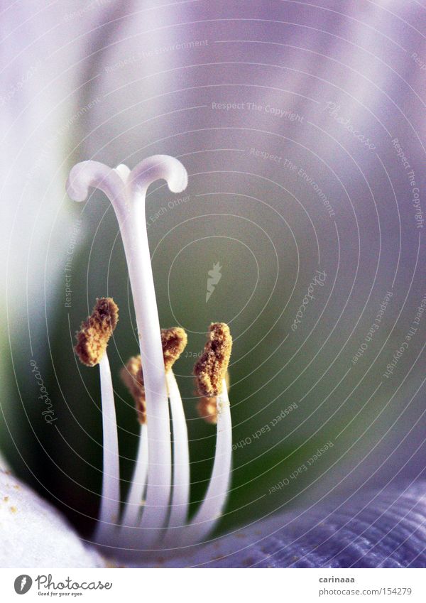 amaryllis Plant Flower Amaryllis Lily Macro (Extreme close-up) Blue Violet White Green Pastel tone Autumn Winter Delicate Close-up