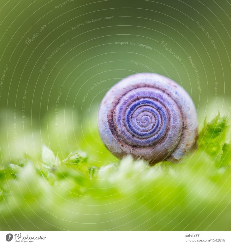 Cottage in the green Nature Autumn Moss Bright Small Round Soft Gray Green Moody Protection Loneliness Design Calm Symmetry Spiral Snail shell Woodground