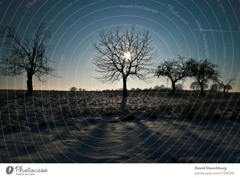 Portrait of Winter Tree Sun Shadow Snow Cold Branch Meadow Field Tree trunk Sunbeam