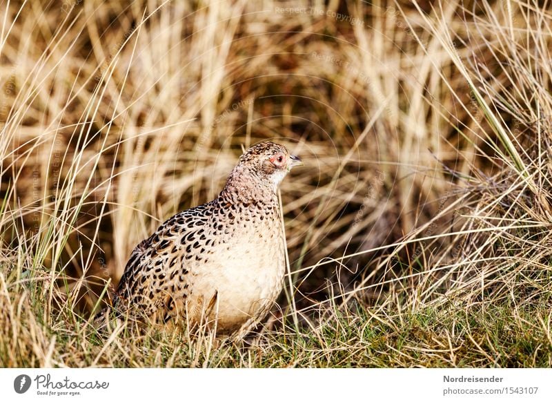 pheasant hen Agriculture Forestry Environment Nature Landscape Plant Animal Summer Beautiful weather Grass Meadow Coast North Sea Ocean Wild animal Bird 1