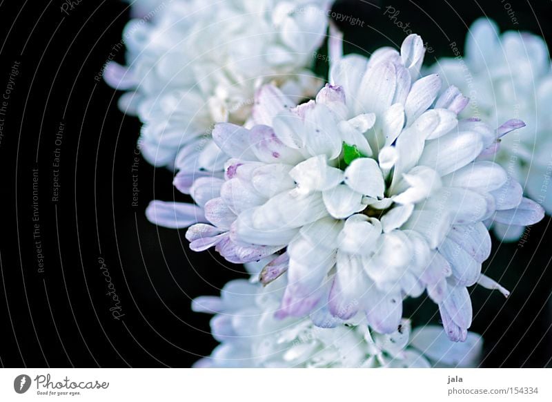 spotless Flower Blossom Splendid White Black Plant Nature Summer Beautiful Blossoming Blossom leave