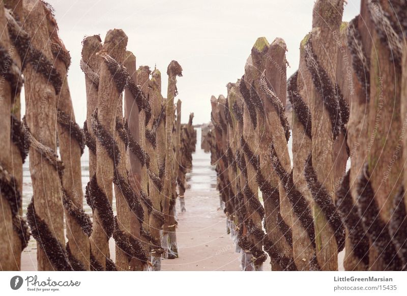 mussel growing Mussel Spiral Hallway Beach Infinity Transport Tree trunk