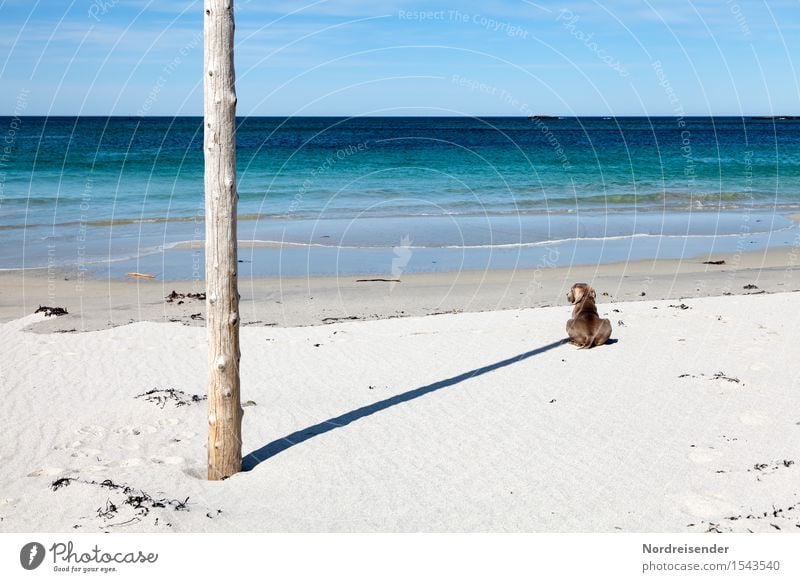 Experiment | Sundial Vacation & Travel Far-off places Freedom Summer Summer vacation Sunbathing Beach Ocean Nature Landscape Cloudless sky Beautiful weather