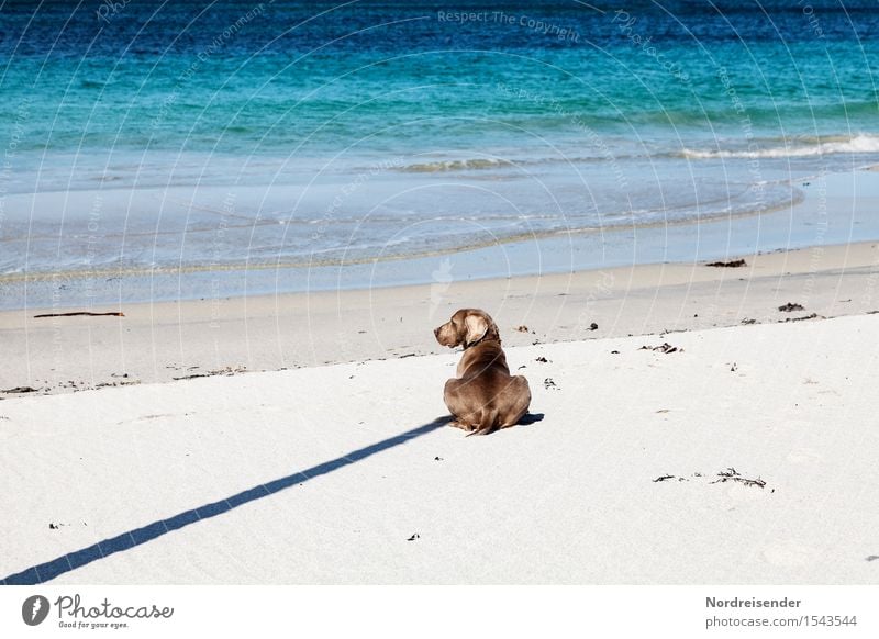 shadow cast Far-off places Freedom Summer Beach Ocean Nature Landscape Beautiful weather North Sea Animal Pet Dog Sand Water Sign Wait Friendliness Happiness