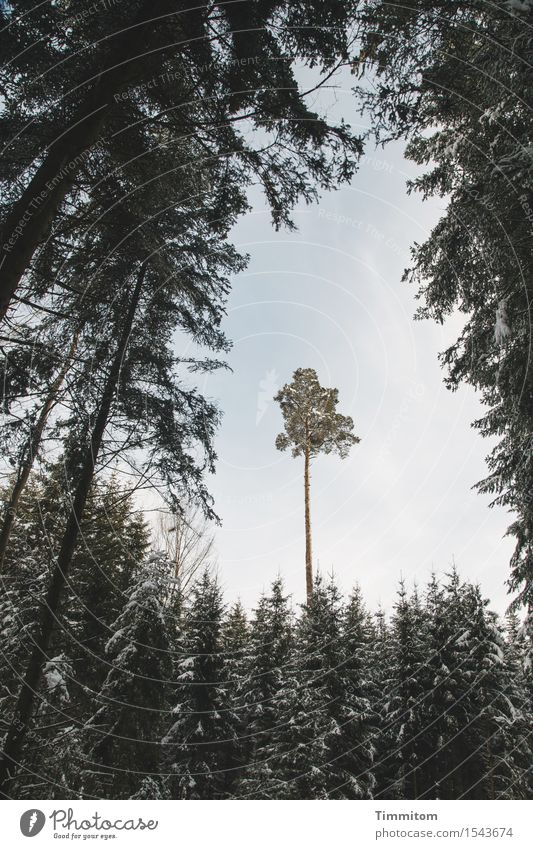 A tall plant. Winter Nature Sky Beautiful weather Snow Tree Virgin forest Black Forest Colour photo Exterior shot Deserted Day