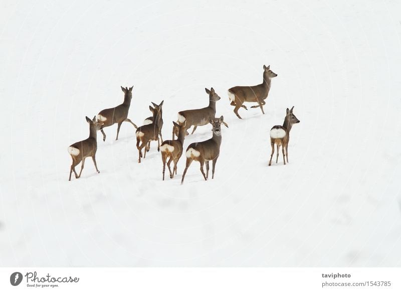 roe deer herd on snow Beautiful Life Hunting Winter Snow Woman Adults Group Nature Landscape Animal Park Fur coat Herd Observe Natural Wild Brown Survive Deer