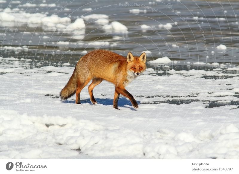 fox walking on ice Beautiful Hunting Winter Snow Nature Animal Fur coat Dog Small Natural Cute Wild Brown Red White predator Fox Mammal cold wildlife orange