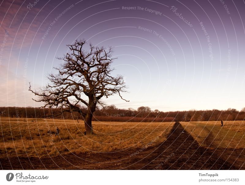 Here hunts the Danish queen Tree Park Lanes & trails Sunset Nature Denmark Copenhagen Twig Branch Landscape Calm Footpath Relaxation Sky