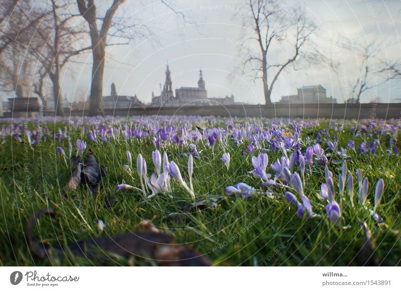 spring in dresden Spring Crocus Dresden Blossoming Spring day Meadow Elbufer Historic Buildings Skyline Colour photo Exterior shot Deserted