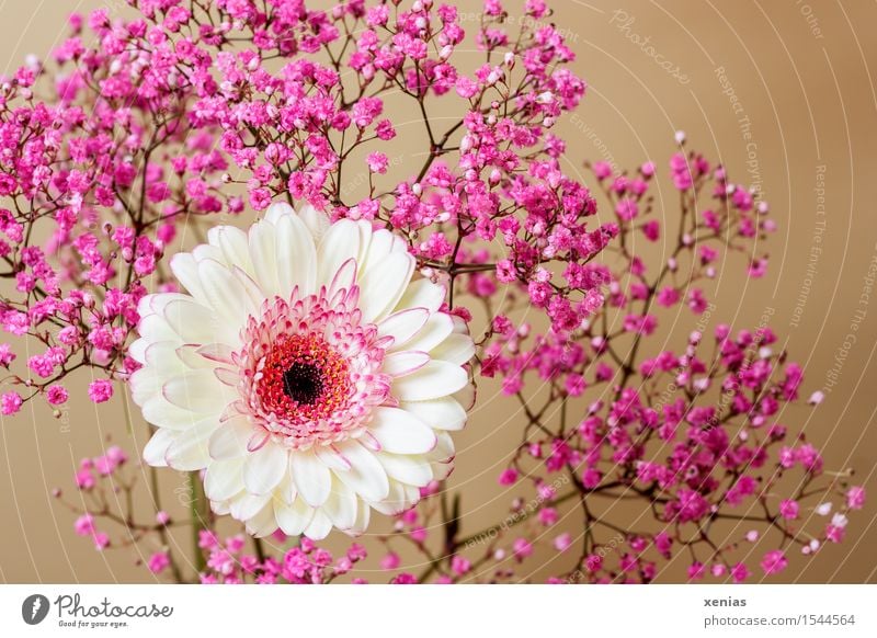 White gerbera with pink gypsophila against a golden background Baby's-breath Gerbera Flower Blossom Gypsophila rose veil Gold Pink Black Cream yellow Decoration