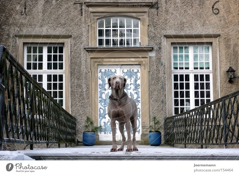 lock dog Lord of the castle Castle Castle gate Dog Weimaraner Portal Aristocracy Dignity Earnest Safety Mammal Landmark Monument Watchdog