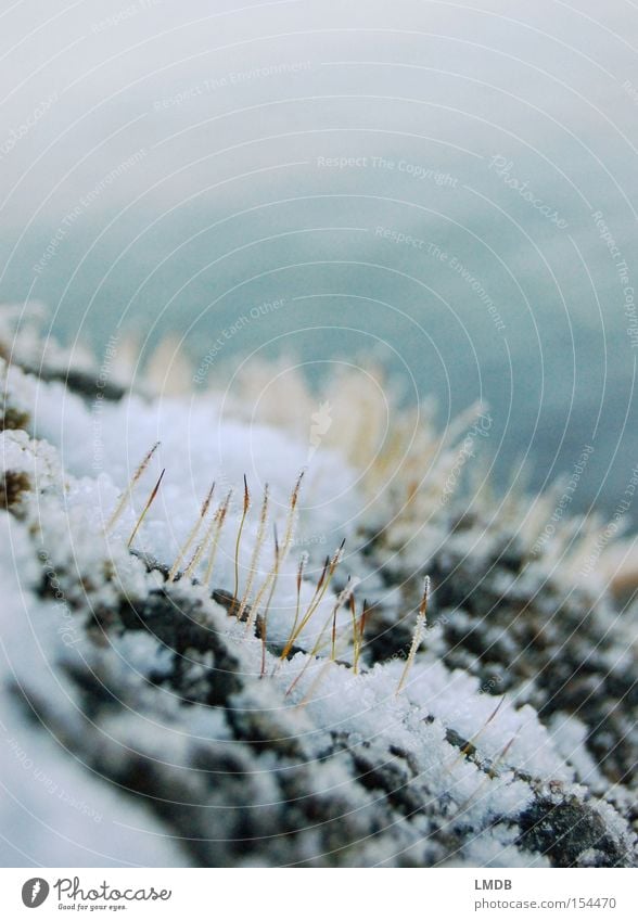 Hold on! Winter Plant Winter festival Pioneer plant Stone Endurance Cold Snow enduring