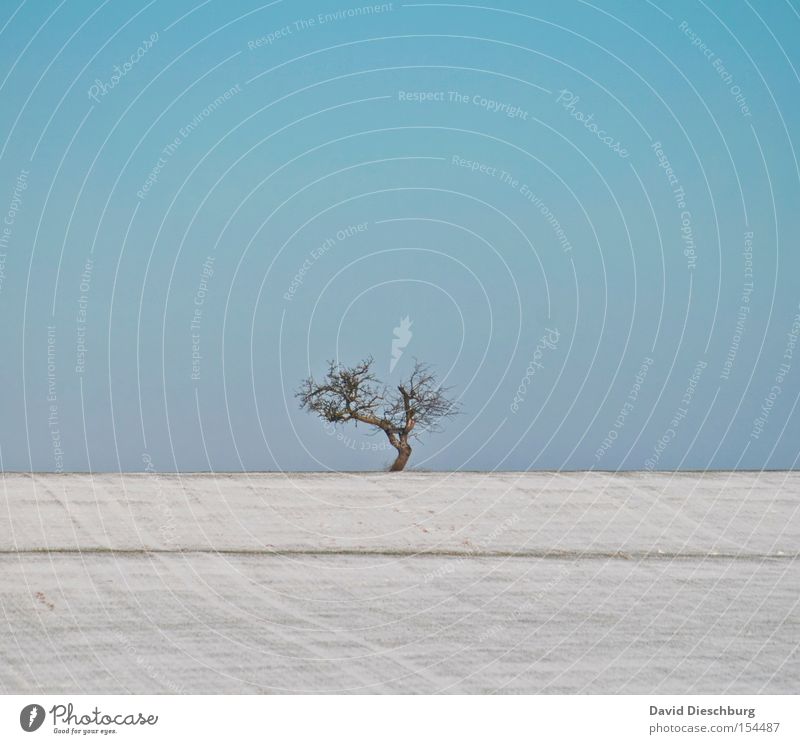 alone, alone, alone, alone, alone Tree Snow Hill Field Meadow Winter Branch Tree trunk Sky Blue Beautiful weather Treetop