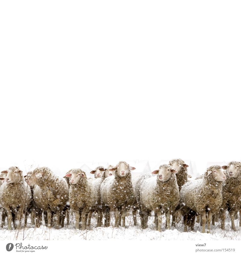 Sheep in winter in snow with thick fur Winter Snow Environment Snowfall Pet Farm animal Group of animals Herd Stand Wait Simple Together Cold White Loneliness