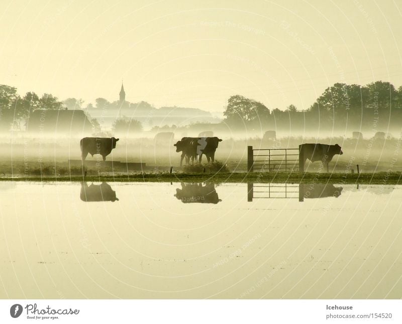 village idyll Cow Fog Lakeside Deluge Dusk Village Church Fold Mammal Autumn