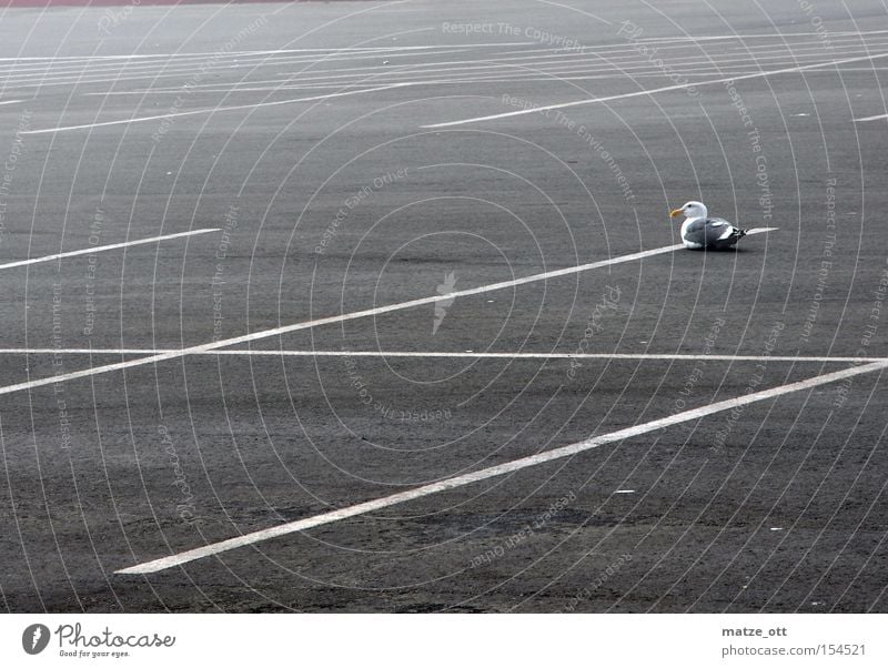 Park & Fly Bird Parking lot Parking space Asphalt Empty Line Motor vehicle Flying Free space Traffic infrastructure Los Angeles seagull P+R Aviation