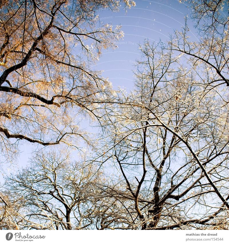 A VIEW RECOVERY Tree Leaf Branch Treetop Sky Beautiful weather Snow Bleak Winter Part of the plant Sunbeam Idyll grow together